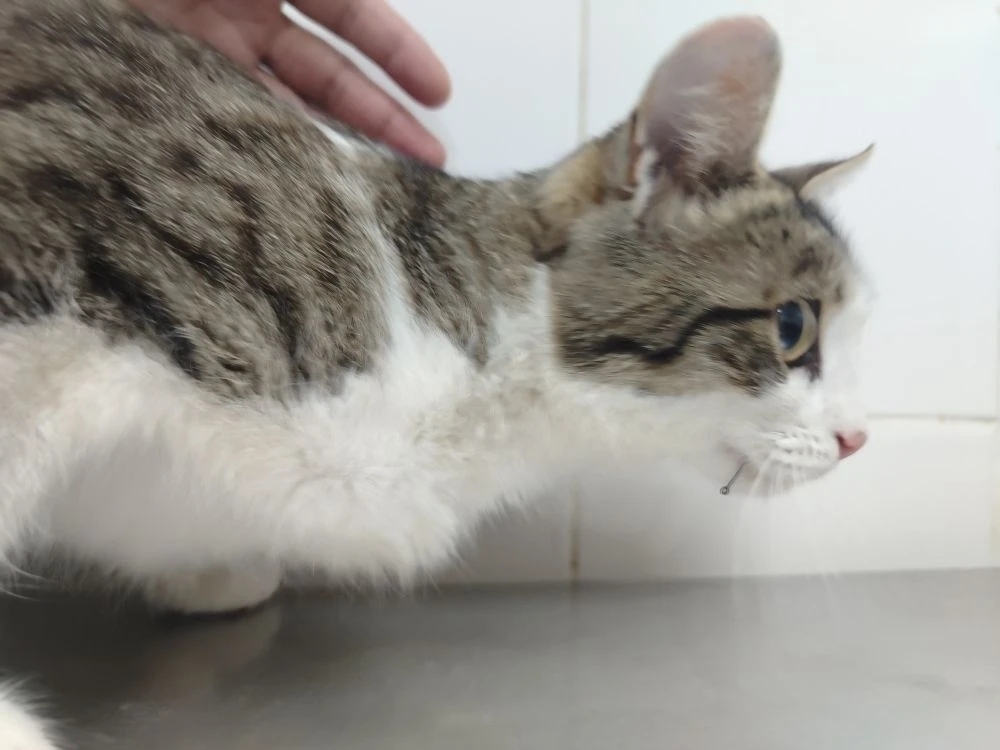 Саратовские ветврачи спасли попавшего на крючок кота Нолика Саратовские ветврачи спасли попавшего на крючок кота Нолика